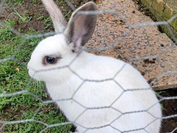 rabbits | 263 Animals Ads For Sale in Ireland | DoneDeal
