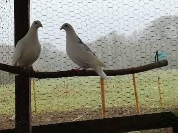 Young white pigeons