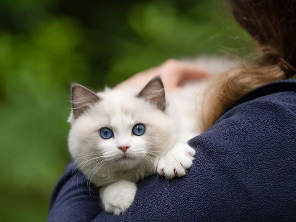 RAGDOLL kitten female pure breed (TICA )