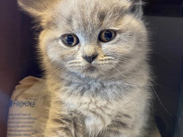 British Shorthair Kittens GCCFI REGISTERED 1-left