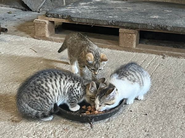 3 tabby kittens