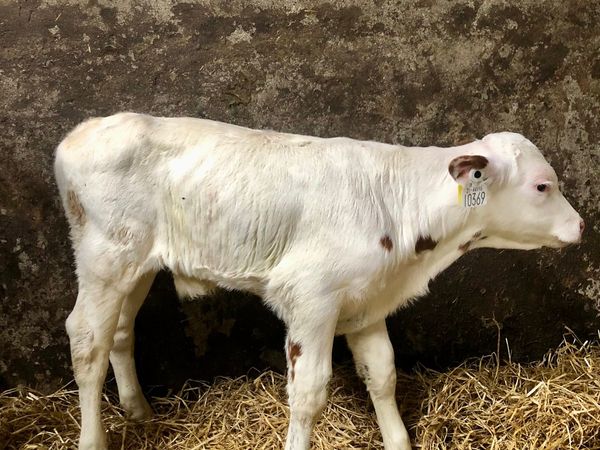 Belgium blue bull calf