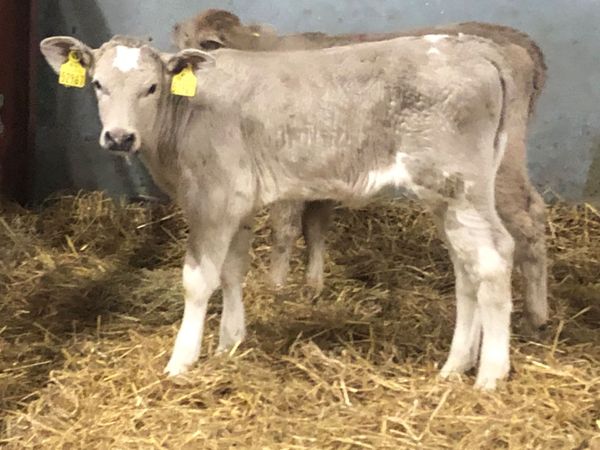 10 strong continental calves for sale