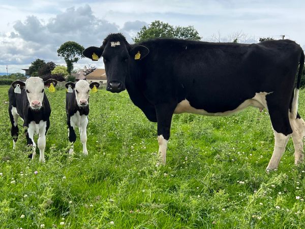 Fresian Heifer & 2 Hereford Bull Calves at foot