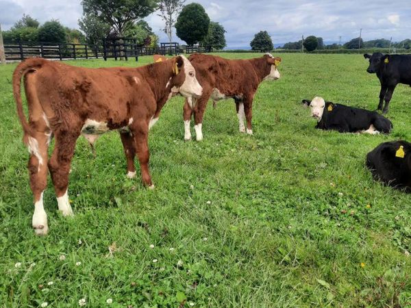 2 Reared Red Hereford bull calves