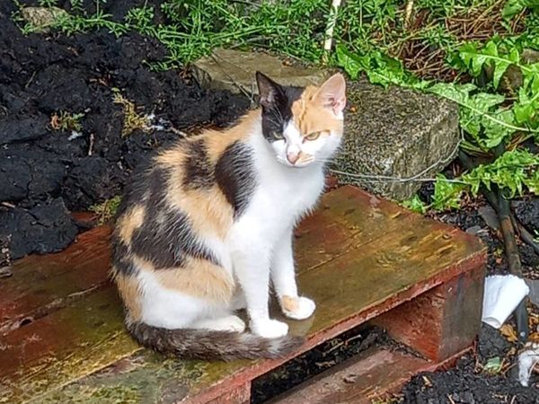 Beautiful tri coloured cat