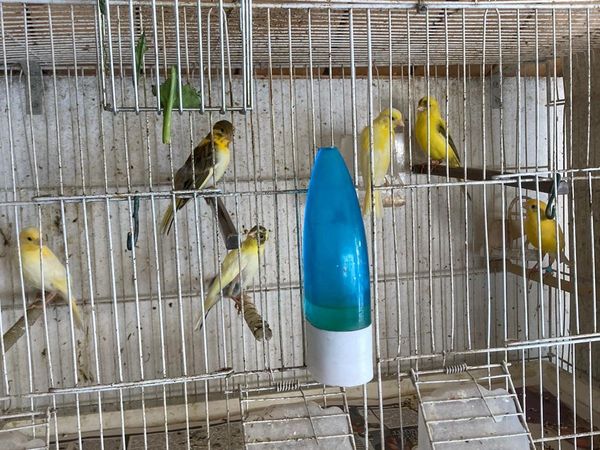 Canary’s and budgies