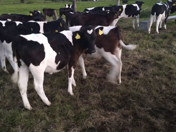 Dairy Freisan heifer calfs calves
