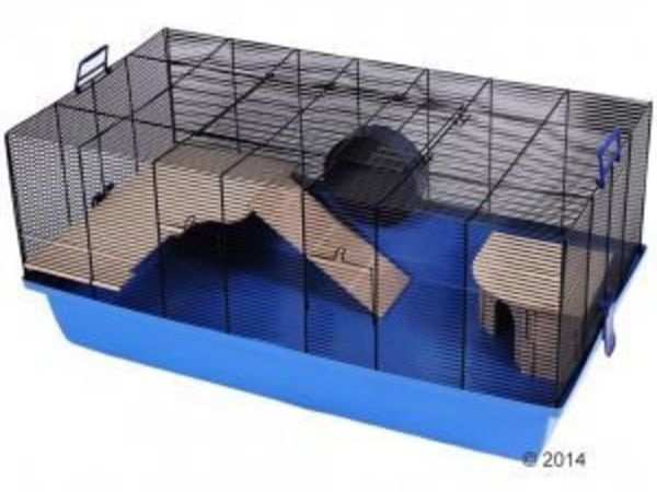 Dwarf hamster & large cage
