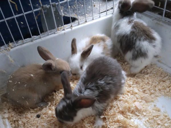 Baby Rabbits New 100cm Rabbit Cage & Accessories