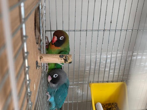 Lovely love birds with cage and attached nest box