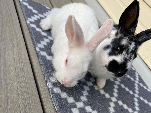 Two Sibling Rabbits