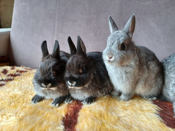 Pure bred netherland dwarf bunnies