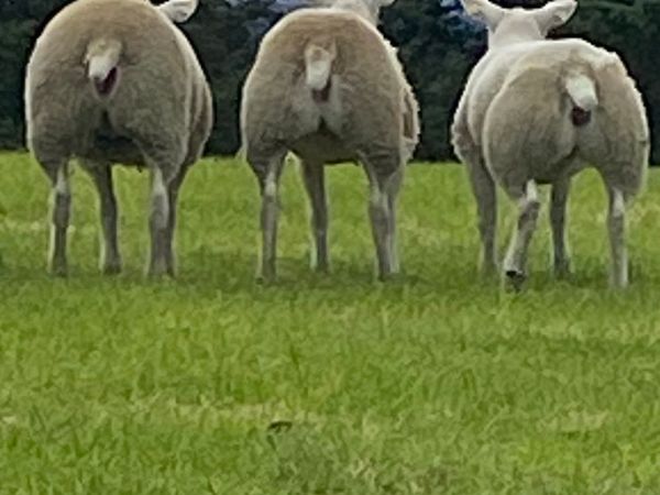 Pedigree Texel ewe lambs