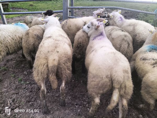 Texel  Store  Lambs