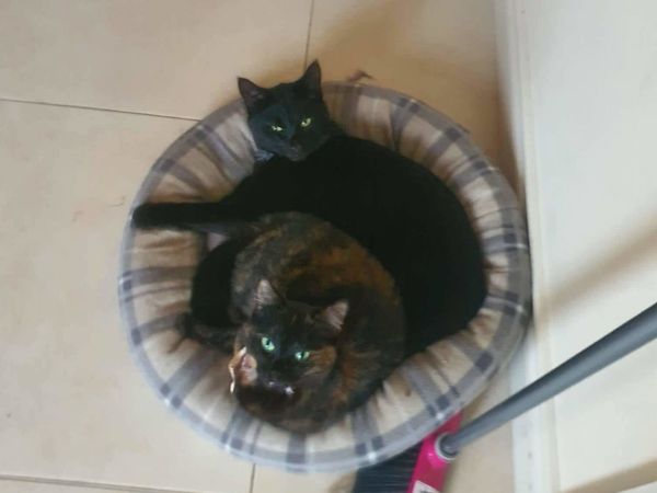 2 indoor cats