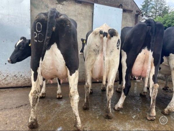 Fresh calved cows available.