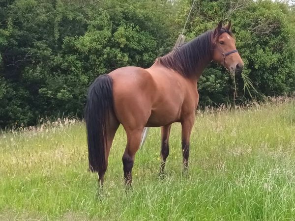 3 year old Watermill Swatch TIH filly