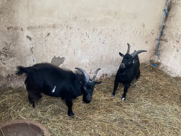 2 Pygmy goats