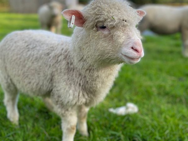 Pedigree Dorset ewe and ram lambs