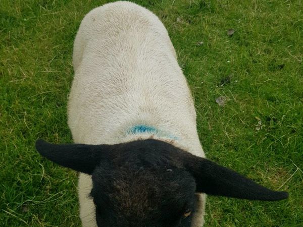 P.b.n.r suffolk ram lamb and texel lambs for sale