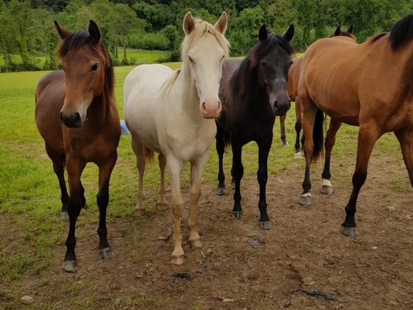 For Sale Quality Connemara Yearling Fillies