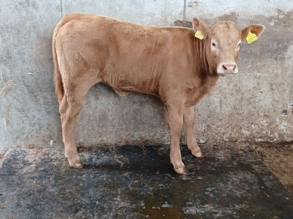 😍Smashing Ai bred charolais heifer calf/ runner😍
