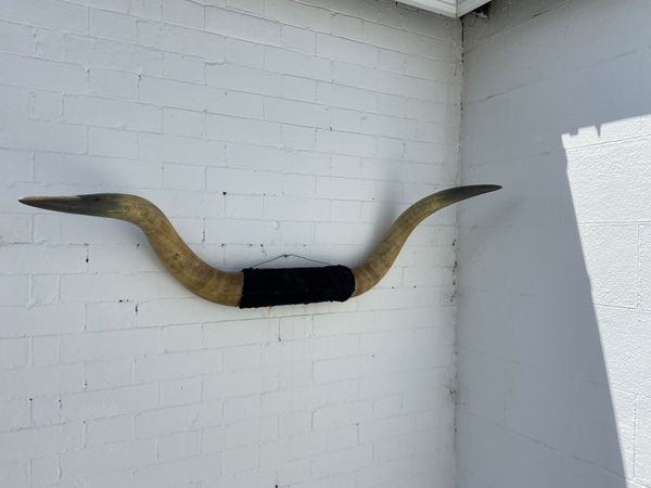 Superb Large Vintage 20th century Mounted Ox Horns