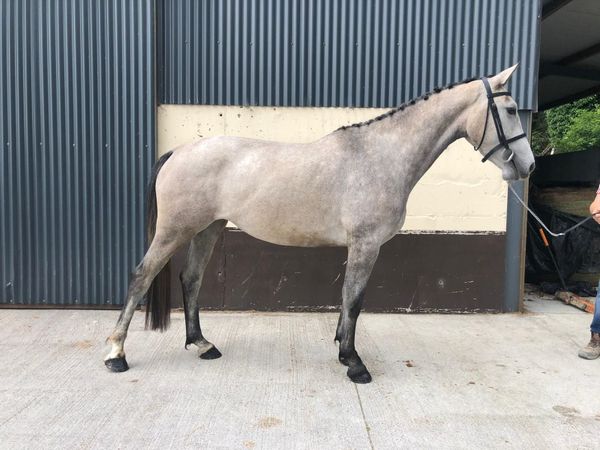 3 year old Filly