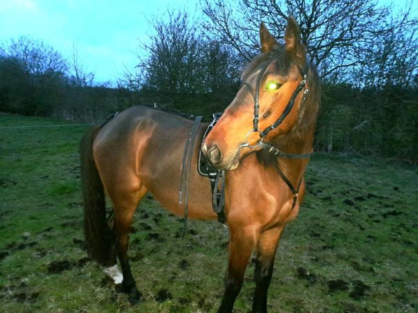 3 year old filly for sale