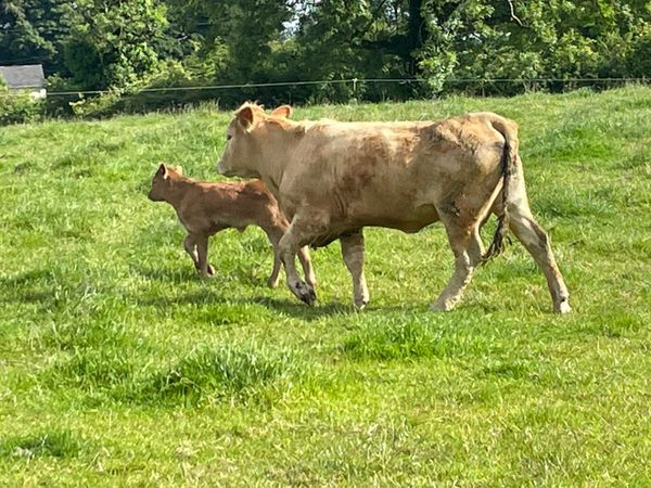 Heifer and calf