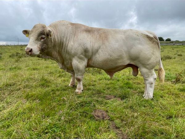 PB CH Bull for sale at Manorhamilton Mart 4th July