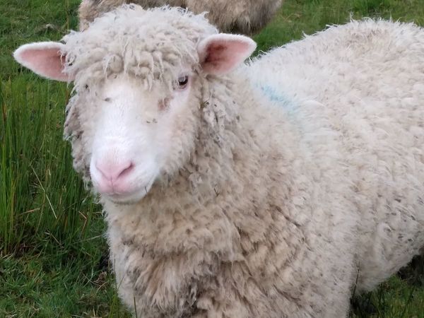 Dorset ewe lambs