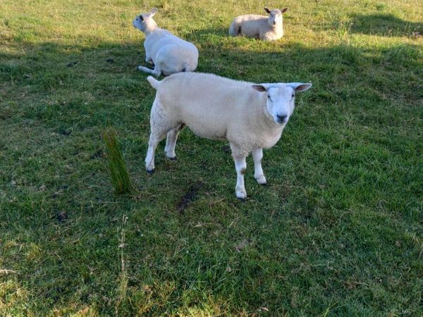 Blue texel  Cross ewe lambs