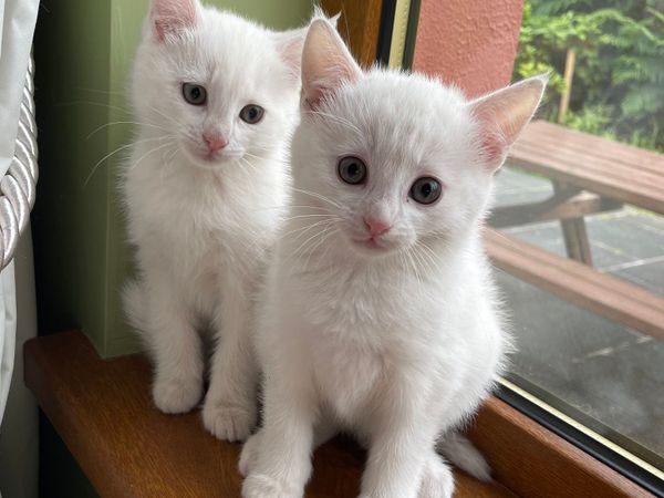 2 slightly fluffy pure white Kittens