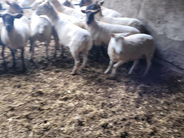 22 Breeding ewes