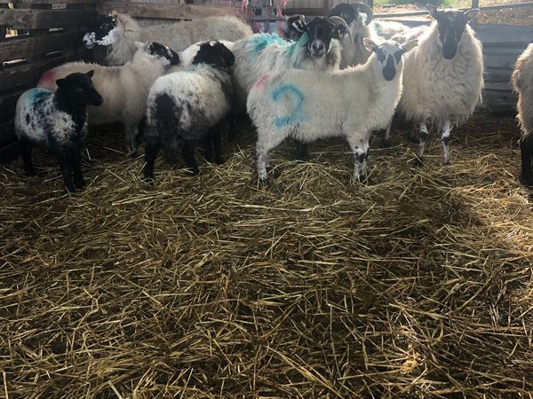 8 ewes and lambs