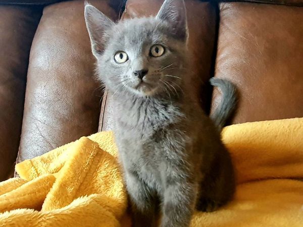 Exceptional Kittens, Russian Blue.