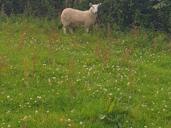 Cheviot ewe lambs