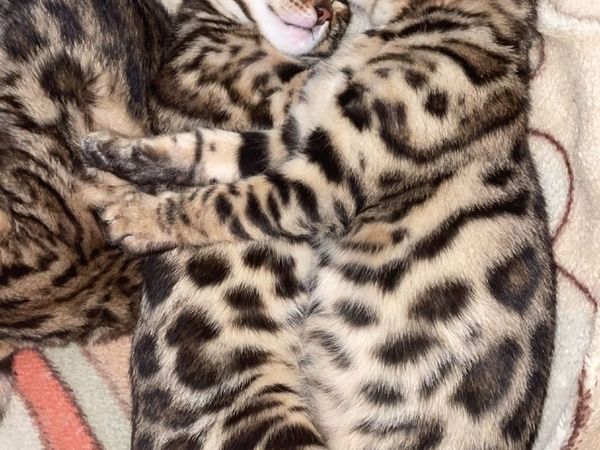 Bengal Kittens Updated!