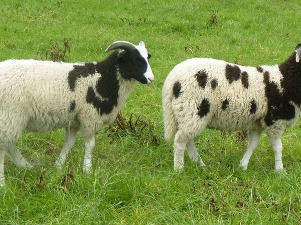 2 Jacob Ram Lambs ( Twins )