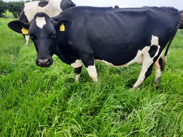 3 Crossbred Cows for Sale