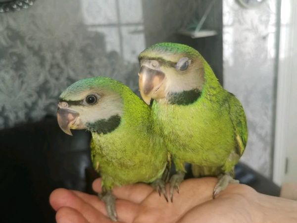 Mustache parrots