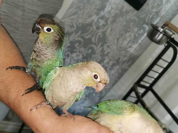 Conure parrots