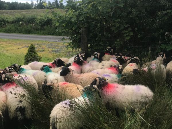 45 horned ram lambs organic