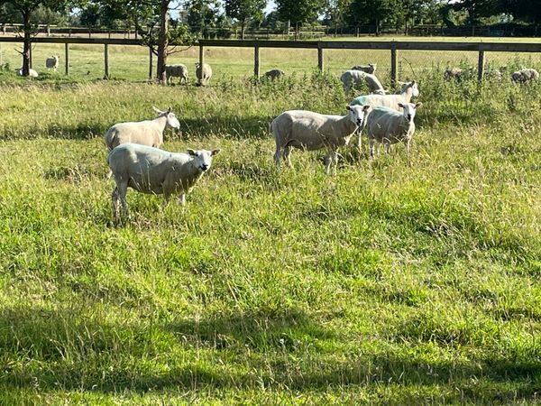 Lleyn ewes pure bred