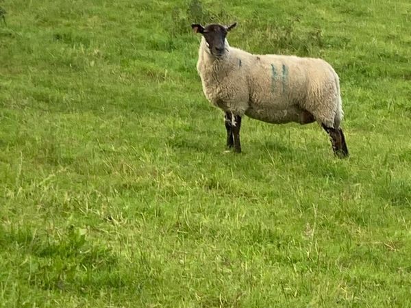 New Zealand Suffolk ewes