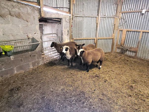 Dutch Spotted Cross Ewe Lambs