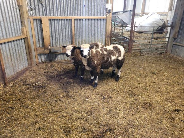 Dutch Spotted Cross Ram Lambs