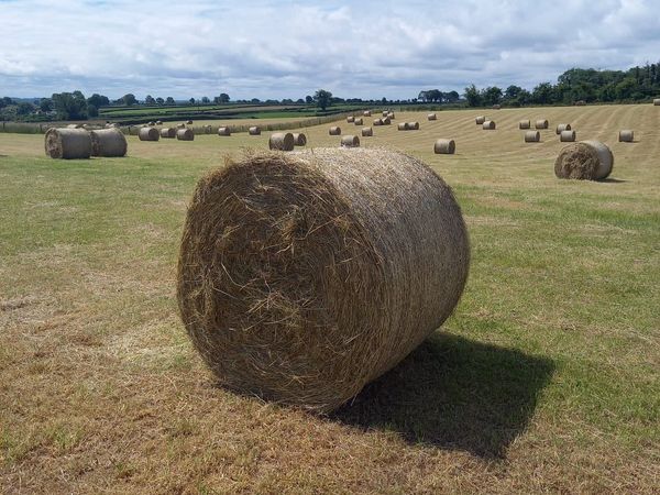 Top Quality Hay Bales For Sale